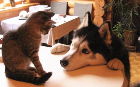 二哈最近的生活,二哈的那些事