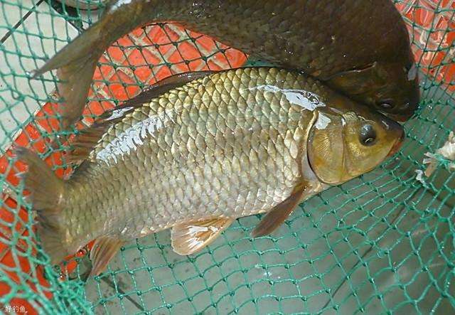 传统弹钓的正确方法,野钓弹钓技巧图解