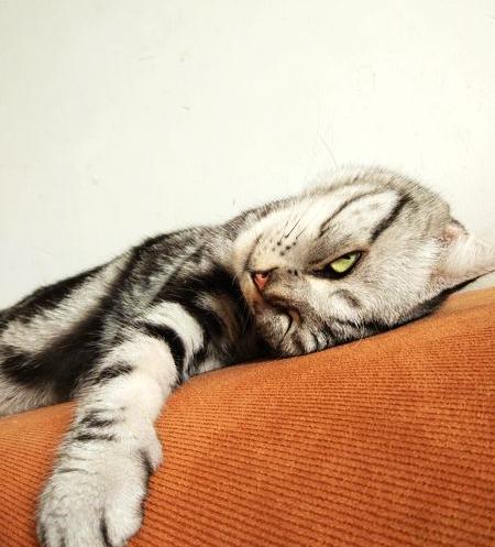 猫咪品种价格排行榜,猫咪品种的价格