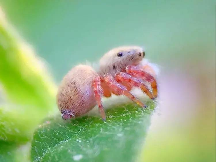 手机怎么玩转拍摄,手机怎样微距拍照