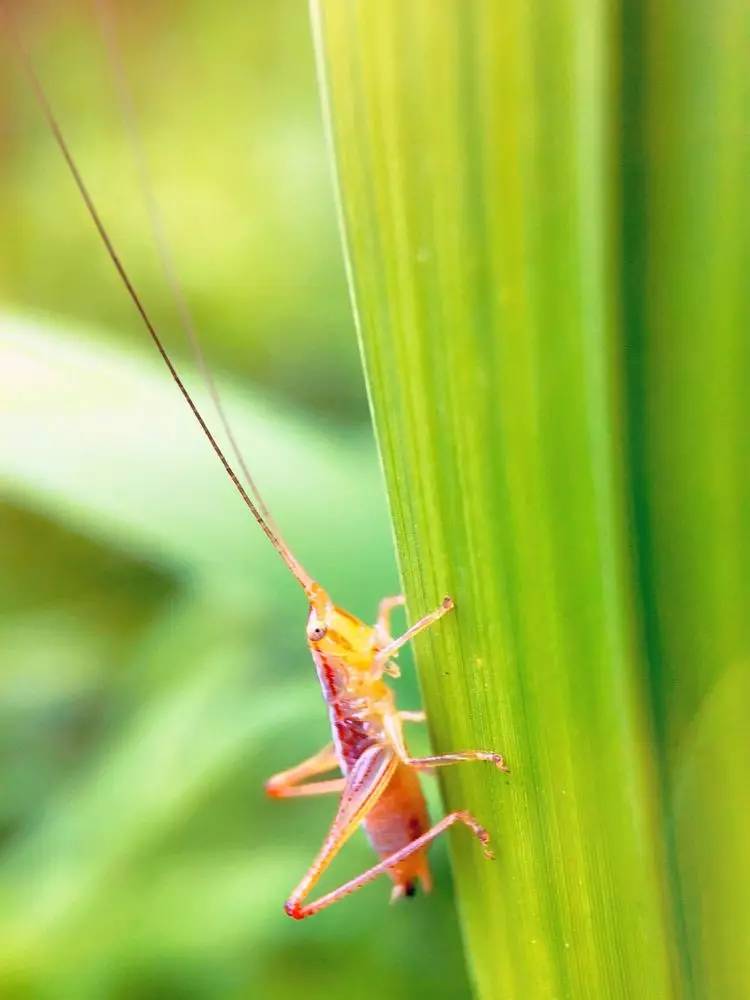 手机怎么玩转拍摄,手机怎样微距拍照