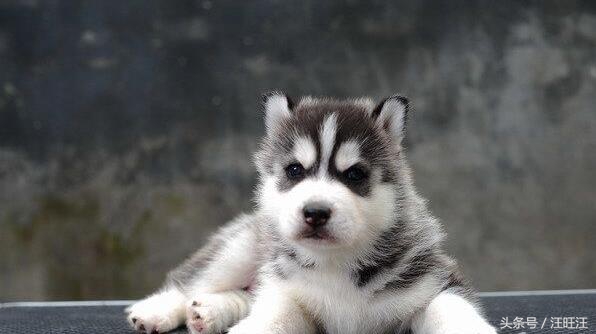 宠物狗养育常识,宠物狗的育儿方法