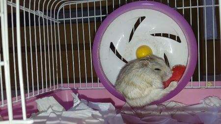 仓鼠日常喂养注意事项,新生仓鼠宝宝怎么喂养