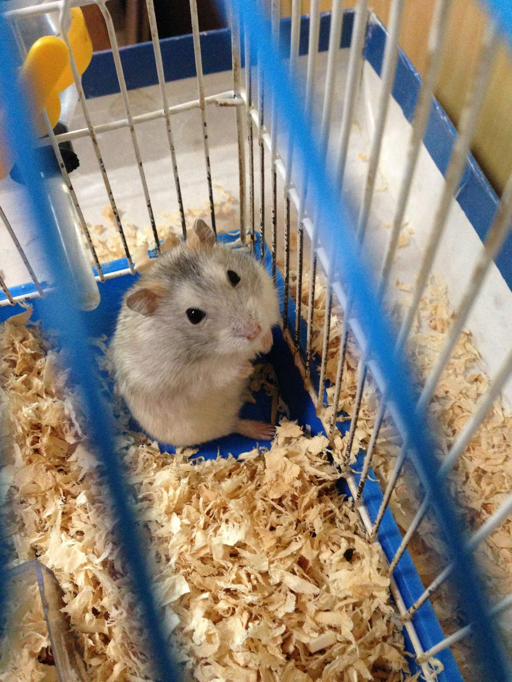 仓鼠日常喂养注意事项,新生仓鼠宝宝怎么喂养