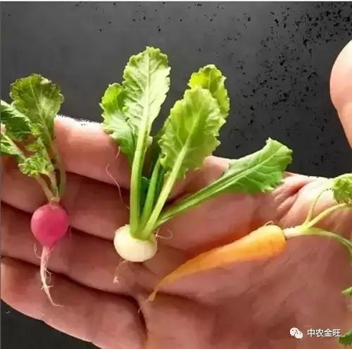 迷你农业怎么做,网红迷你农业怎么玩
