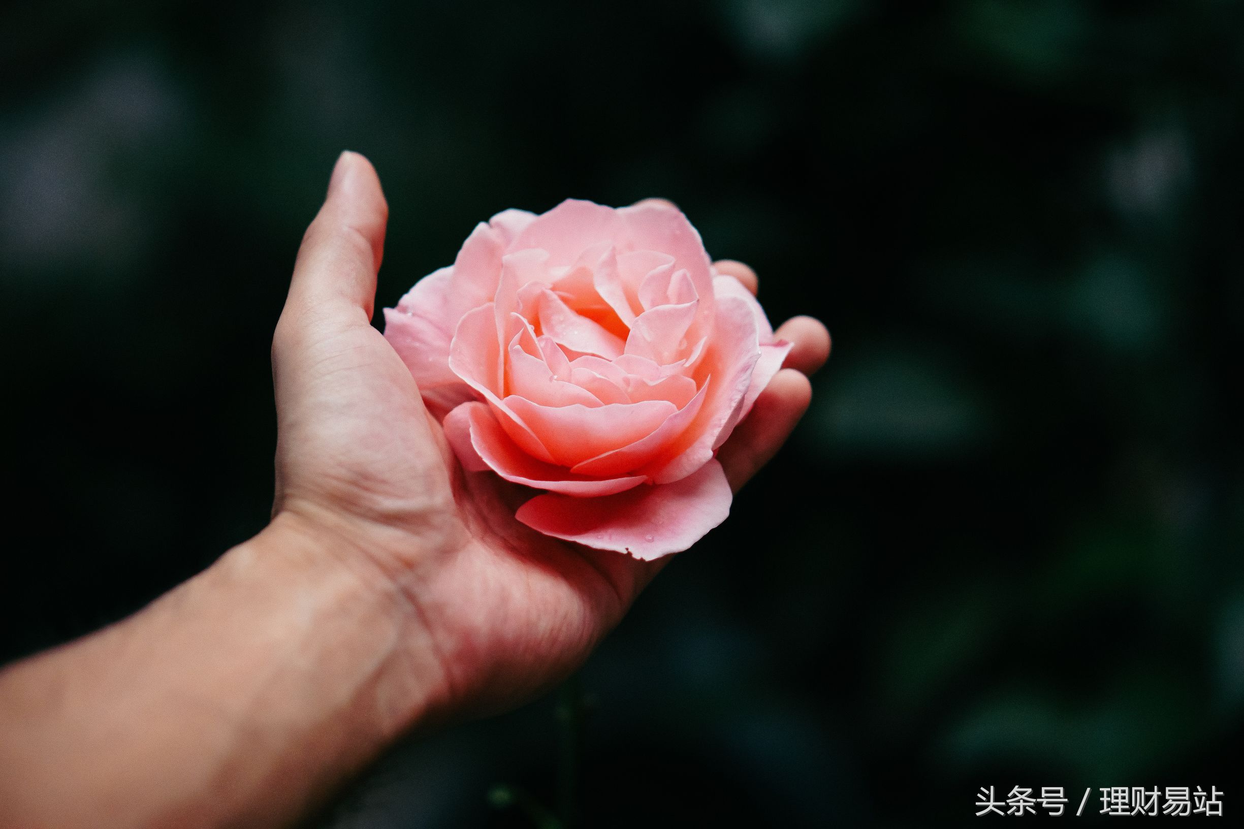 一分钟让你秒懂什么是股票回购,一分钟让你秒懂什么是股票