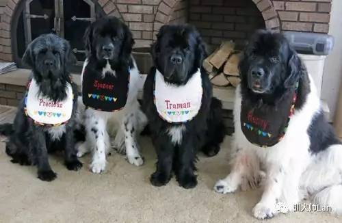 狗狗突然死了嘴里分泌大量口水,狗狗一直做吞咽口水动作怎么回事