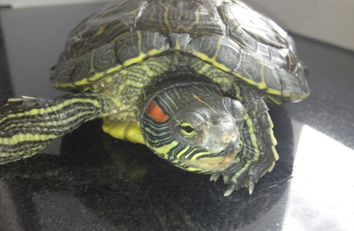 龟龟感冒和肺炎怎么治疗,龟龟得了白眼病存活几率多大