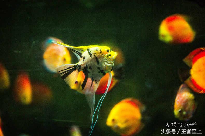 越南最美山庄,越南最美的桃源