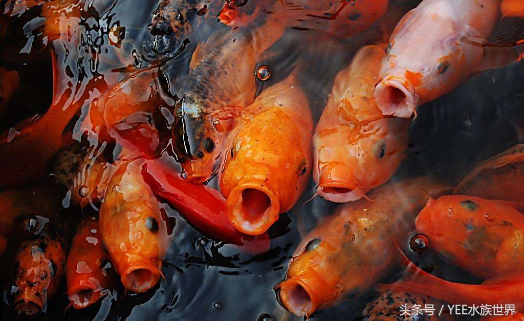 教你如何在混乱的鱼饲料市场中挑选健康营养适合自己鱼宝的食物