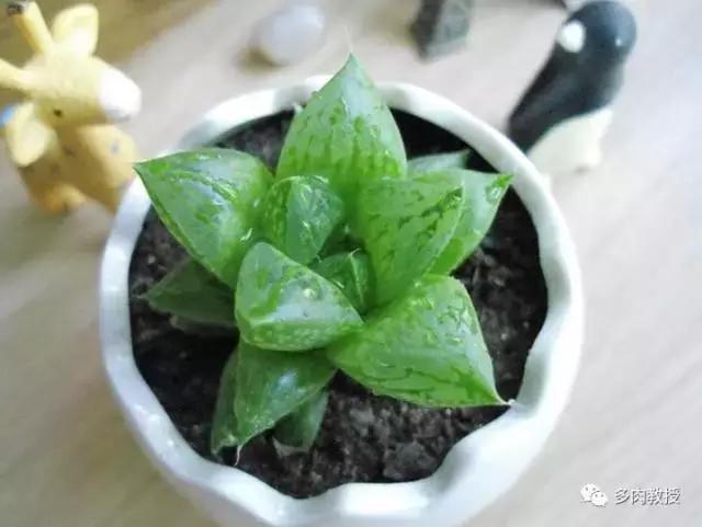 多肉玉露干瘪发黑怎么救,玉露多肉蔫了怎么补救