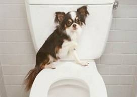 正确使用公用马桶的方式，让你与细菌说拜拜