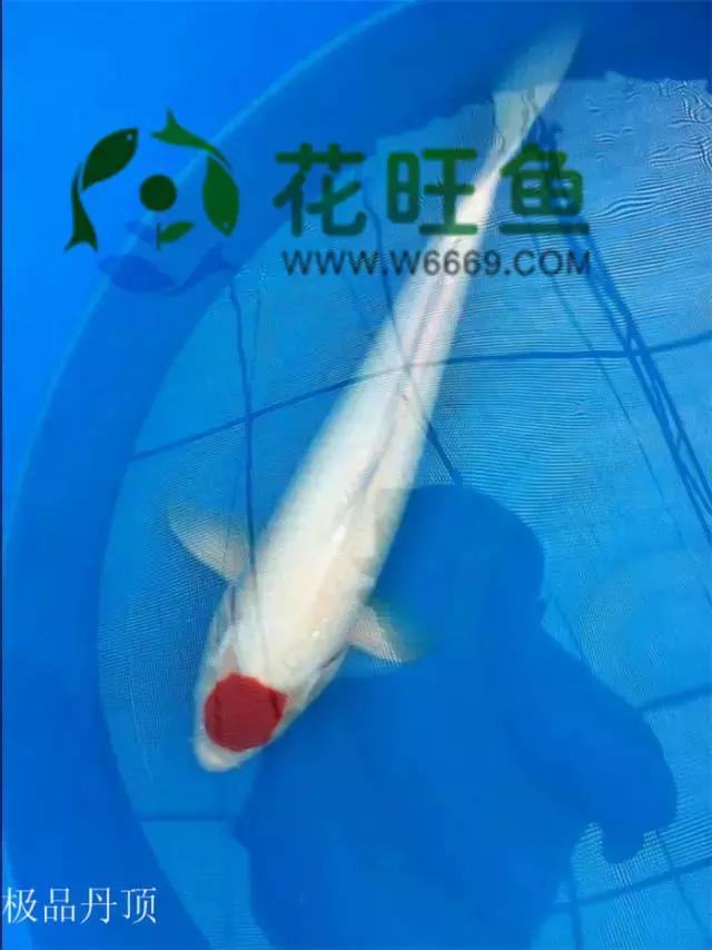 极品丹顶红,五色丹顶跟红白丹顶哪个贵