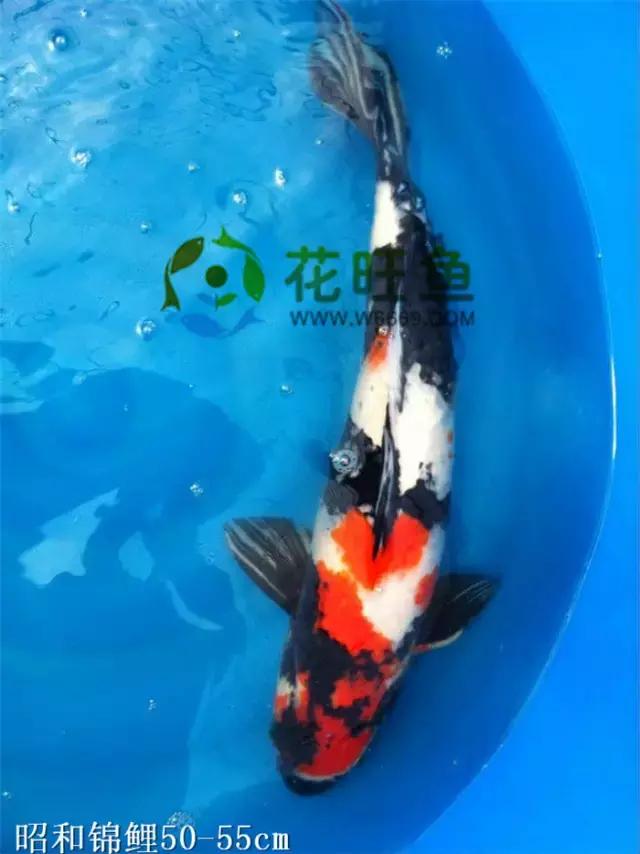 极品丹顶红,五色丹顶跟红白丹顶哪个贵