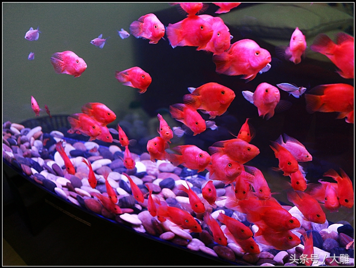 养鱼池鱼病如何防治,养鱼病了怎么处理