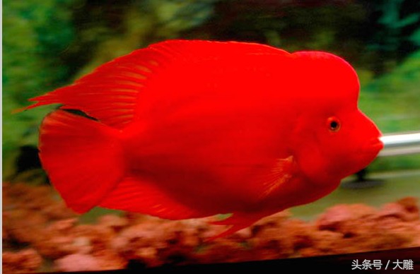 养鱼池鱼病如何防治,养鱼病了怎么处理