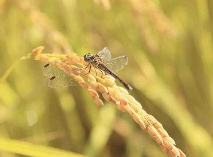 二十四节气处暑已至秋意渐浓,节气之歌二十四节气处暑