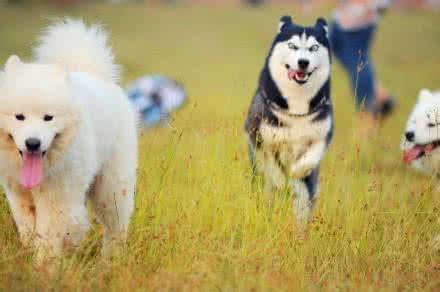 二哈最近的生活,二哈的那些事