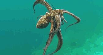 在菲律宾一种黑暗料理穷人每天吃,菲律宾人吃什么食物