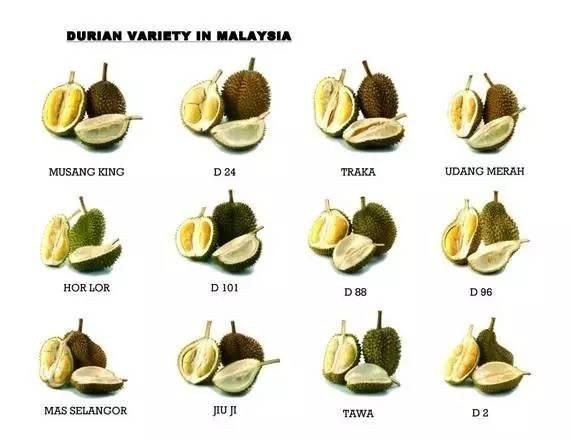 马来西亚各种榴莲名称,马来榴莲品种介绍