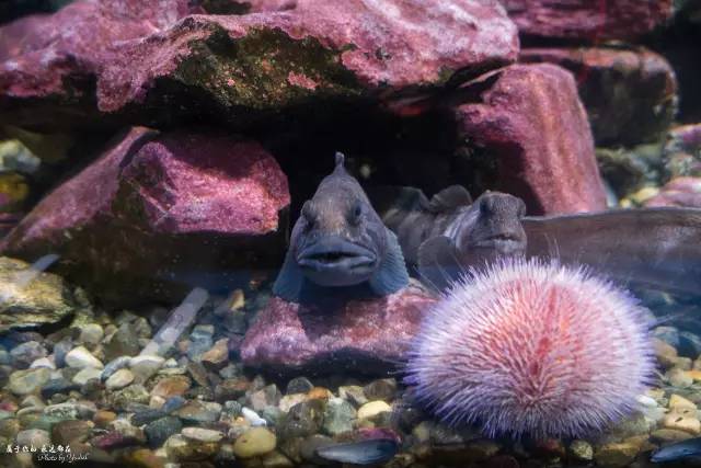 梦幻天堂挪威十四天自驾大穿越,挪威小环线自驾游