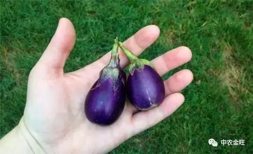 迷你农业怎么做,网红迷你农业怎么玩