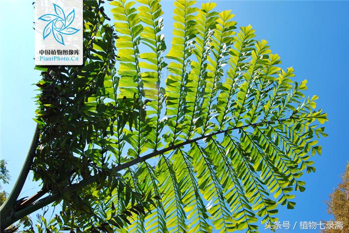 棕榈树花穗做西米,现代棕榈树西米制作过程