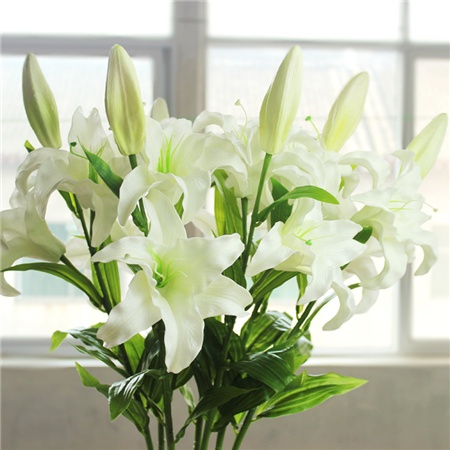 香水百合的水培方法和注意事项,香水百合水培生根吗