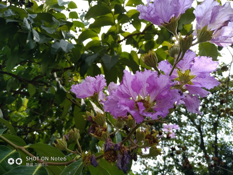 2020年的魅蓝note6好吗,魅蓝note6缺点曝光