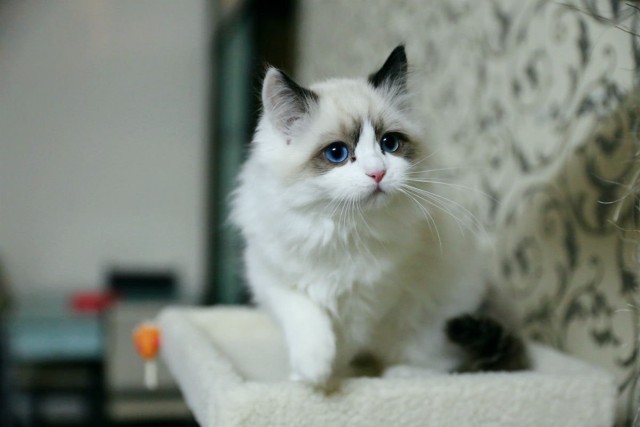 猫咪呕吐白色黏液是怎么回事,猫咪吃驱虫药后呕吐怎么回事