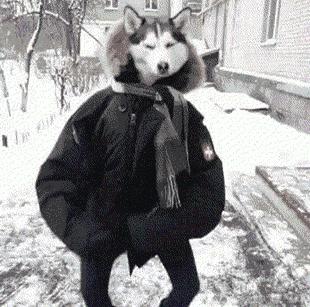 二哈最近的生活,二哈的那些事