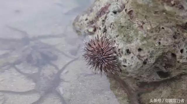 在菲律宾一种黑暗料理穷人每天吃,菲律宾人吃什么食物