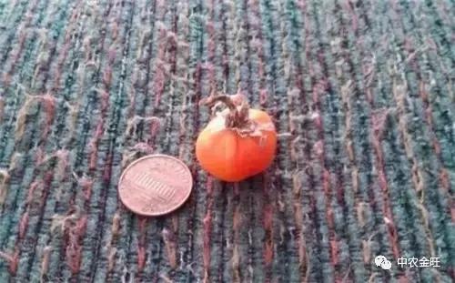 迷你农业怎么做,网红迷你农业怎么玩