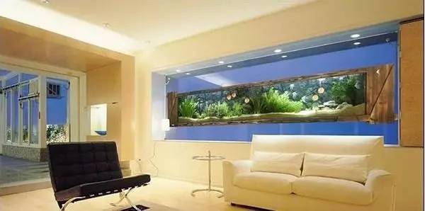 家里摆鱼缸数量有什么讲究,属马属蛇的家里怎么摆鱼缸