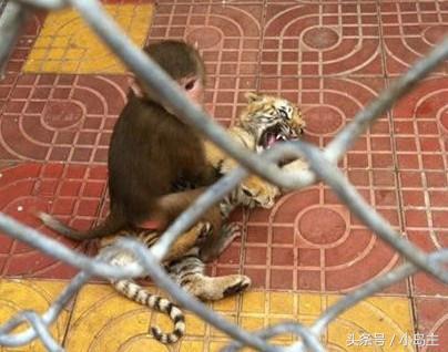 保证让你笑到肚子疼的视频,保证让你笑到死的视频