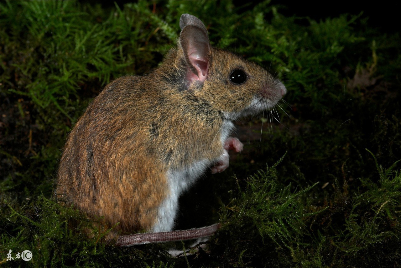 96属鼠男2022全年运势,属鼠的人从今天开始运势怎样