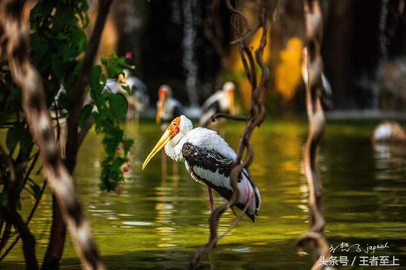 越南最美山庄,越南最美的桃源