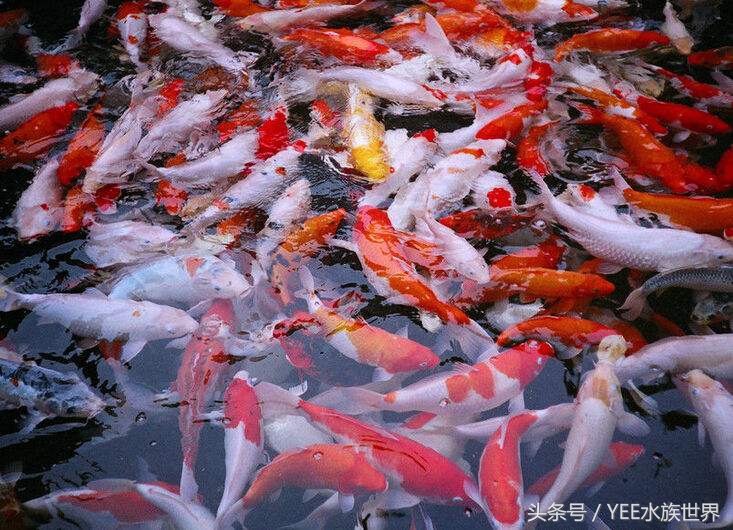 教你如何在混乱的鱼饲料市场中挑选健康营养适合自己鱼宝的食物