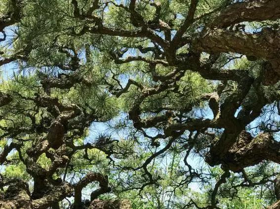 濑户——喜欢你那一抹蓝色光芒(上)