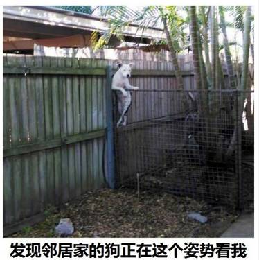 桌边社0824：想在中国找到不用抗生素的鸡，难度很大