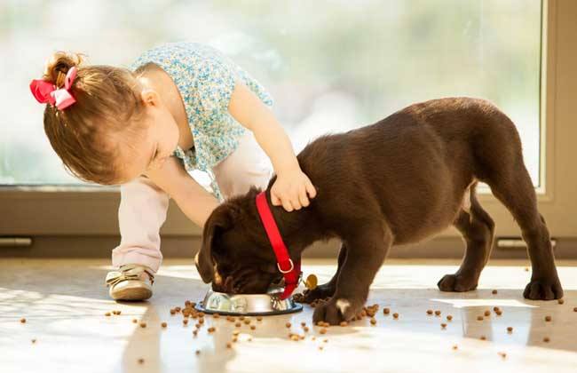 天热狗狗不喝水怎么办,天热狗狗不吃