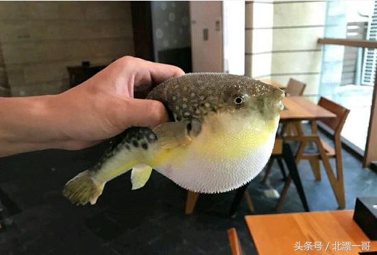 都说河豚有毒不能吃,京城这家专门做河豚的饭店火了