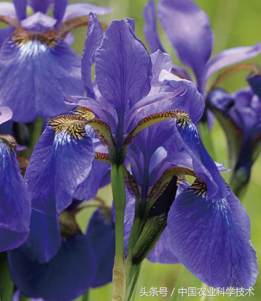 走进大兴安岭原始森林,探秘野生动物世界