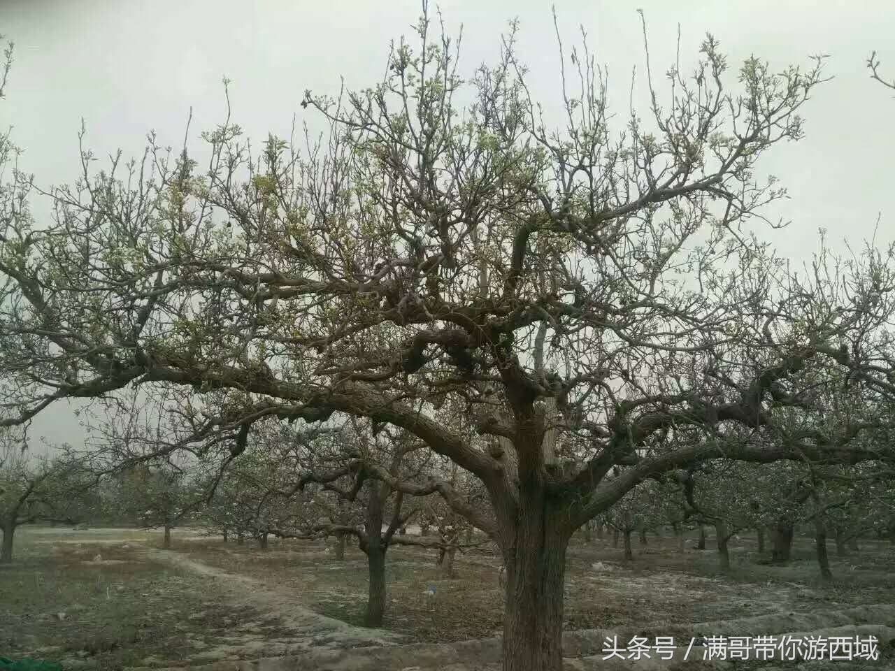 库尔勒香梨熟了!古尔邦节假期去库尔勒采香梨吧!只要4元每公斤