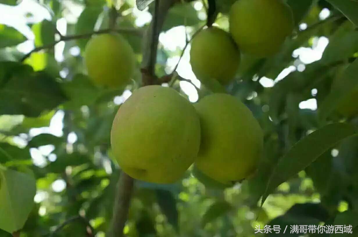 库尔勒香梨熟了!古尔邦节假期去库尔勒采香梨吧!只要4元每公斤