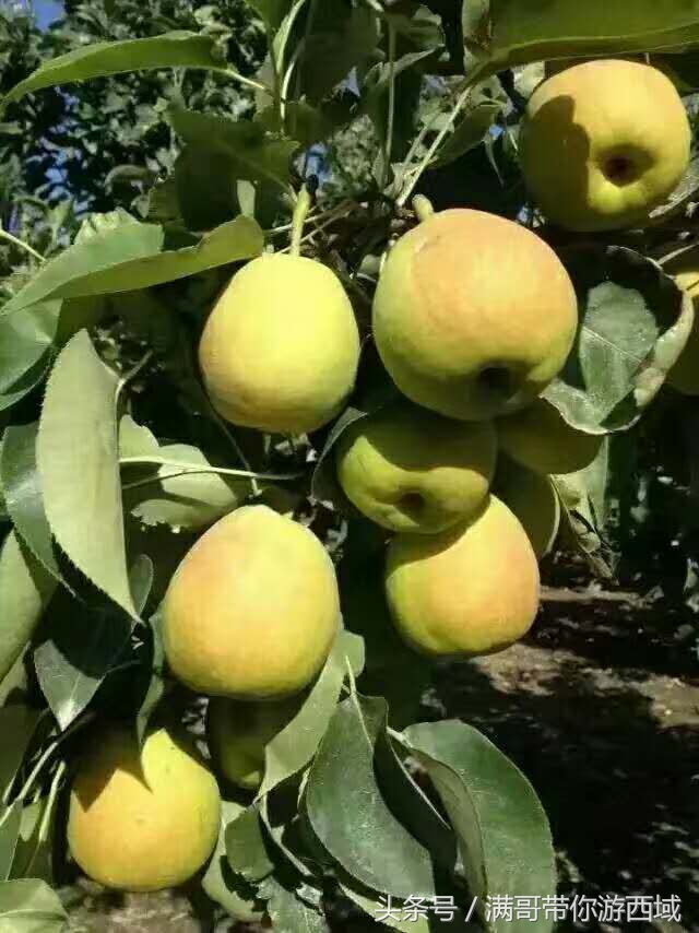 库尔勒香梨熟了!古尔邦节假期去库尔勒采香梨吧!只要4元每公斤