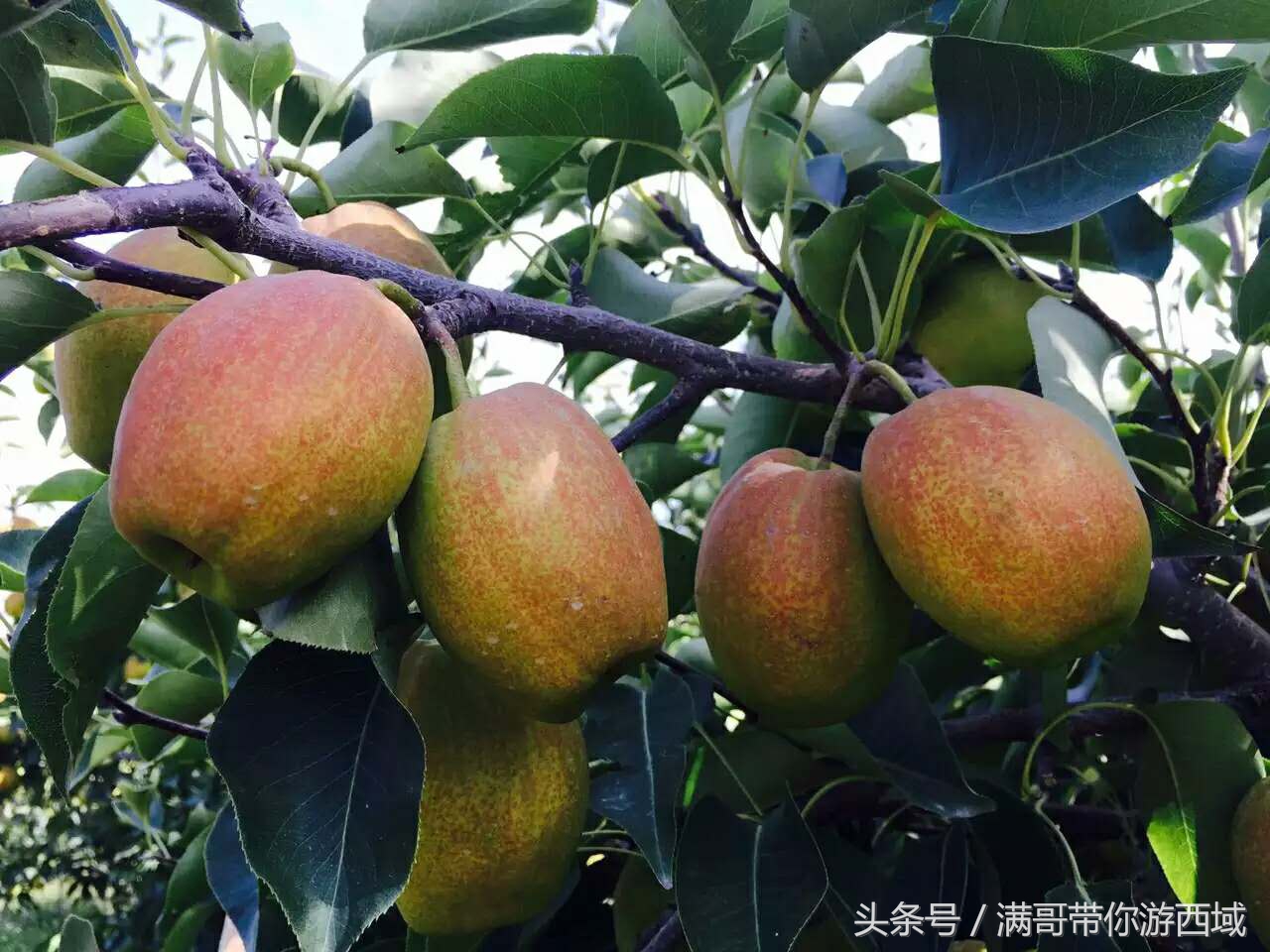 库尔勒香梨熟了!古尔邦节假期去库尔勒采香梨吧!只要4元每公斤