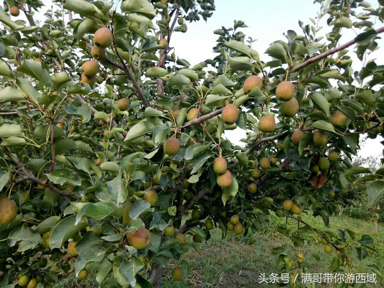 库尔勒香梨熟了!古尔邦节假期去库尔勒采香梨吧!只要4元每公斤
