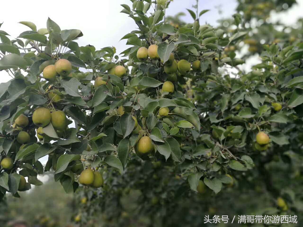 库尔勒香梨熟了!古尔邦节假期去库尔勒采香梨吧!只要4元每公斤