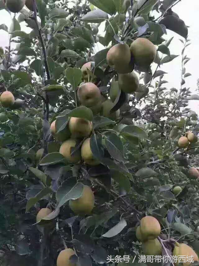 库尔勒香梨熟了!古尔邦节假期去库尔勒采香梨吧!只要4元每公斤